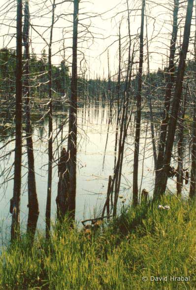 Wetland