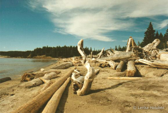 Driftwood Snakes