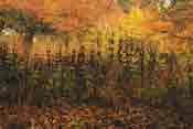 Autumnal Fabric