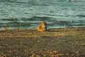 Cat on the Beach